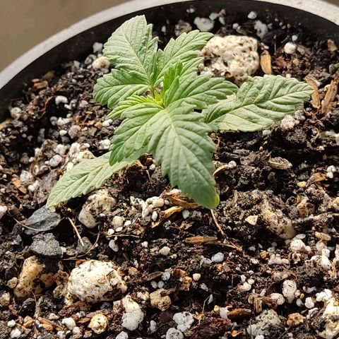 Black Afghan  growlog timeline photo