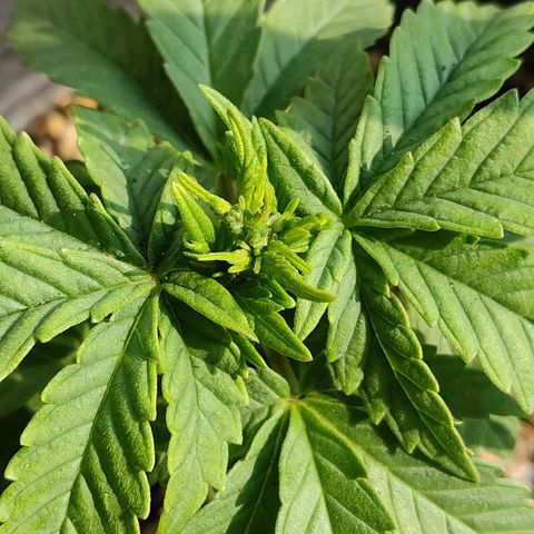 Afghan Landrace  growlog timeline photo