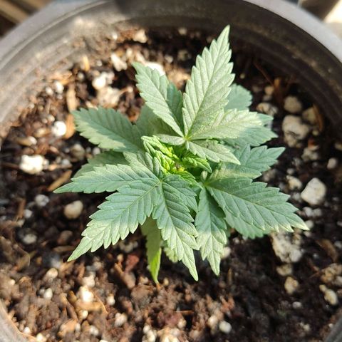 Afghan Landrace  growlog timeline photo