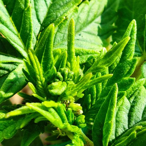 Afghan Landrace  growlog timeline photo