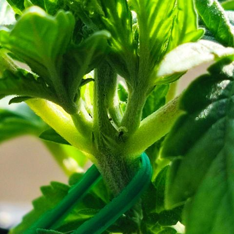 Afghan Landrace  growlog timeline photo