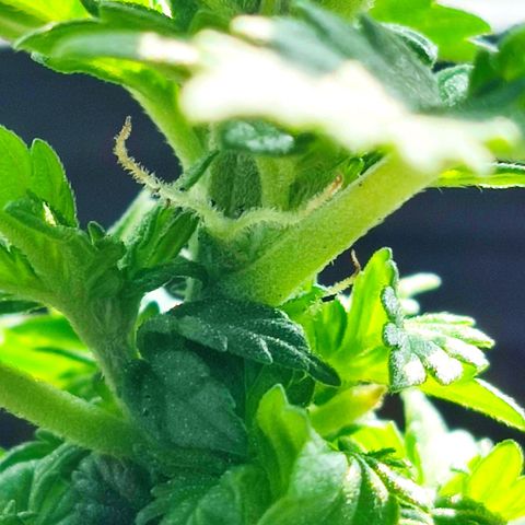 Afghan Landrace  growlog timeline photo
