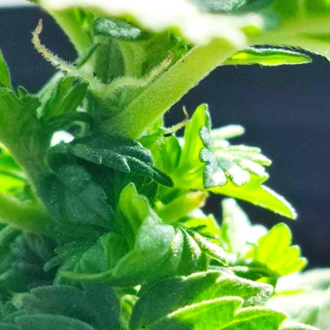 Afghan Landrace  growlog timeline photo