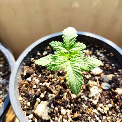 Black Afghan  growlog timeline photo