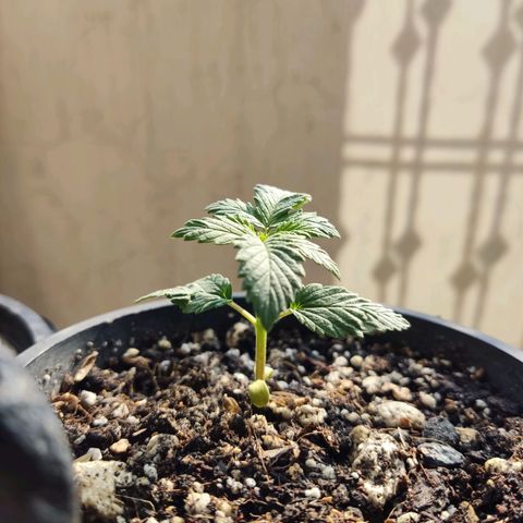 Black Afghan  growlog timeline photo