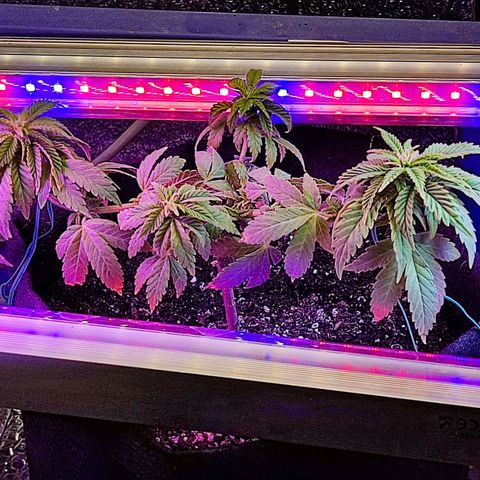 Afghan Landrace  growlog timeline photo