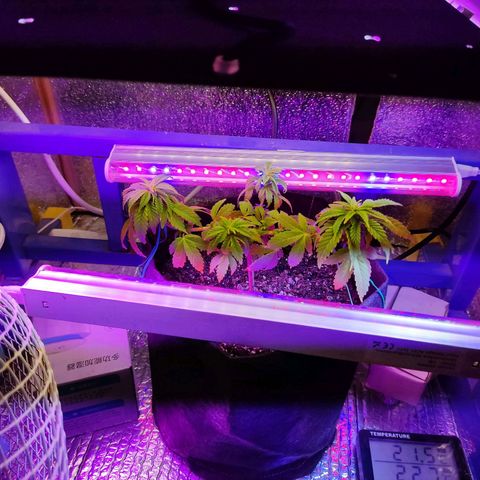 Afghan Landrace  growlog timeline photo