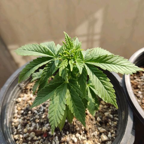 Afghan Landrace  growlog timeline photo