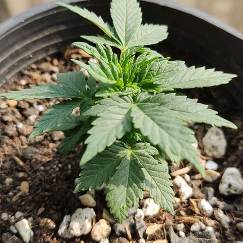 Afghan Landrace  growlog timeline photo