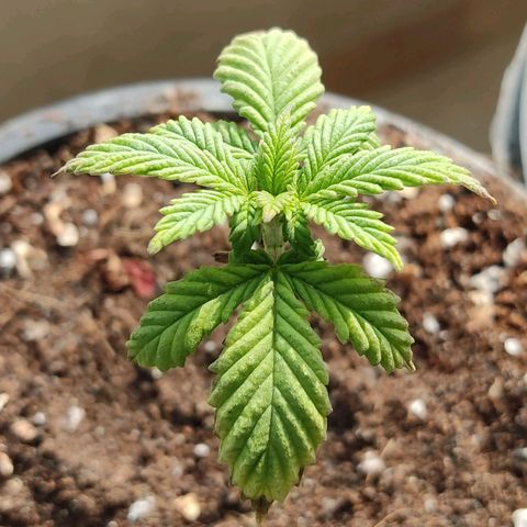 Sativa Afghan  growlog timeline photo