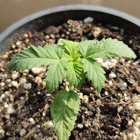 Black Afghan  growlog timeline photo