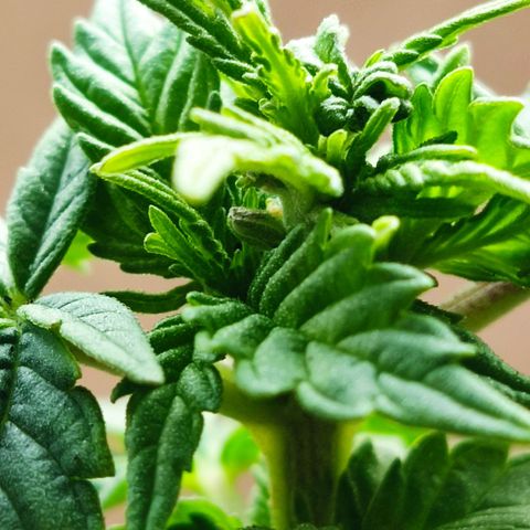 Afghan Landrace  growlog timeline photo