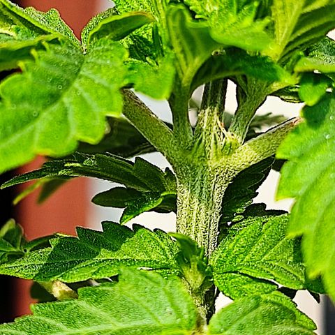 Afghan Landrace  growlog timeline photo