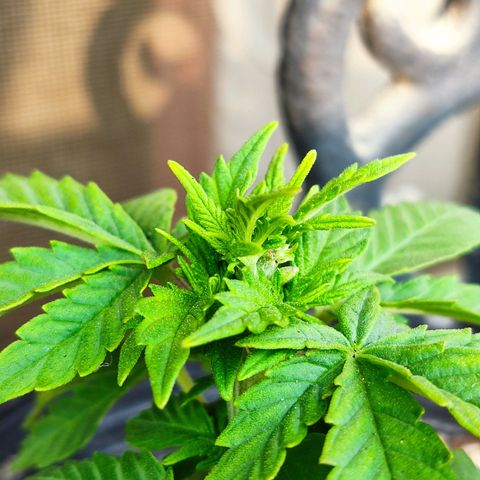 Afghan Landrace  growlog timeline photo