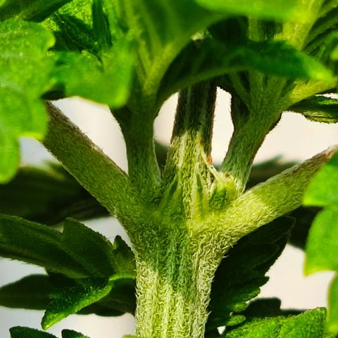 Afghan Landrace  growlog timeline photo