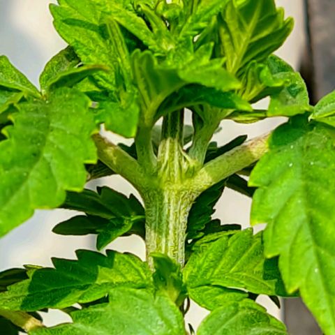 Afghan Landrace  growlog timeline photo