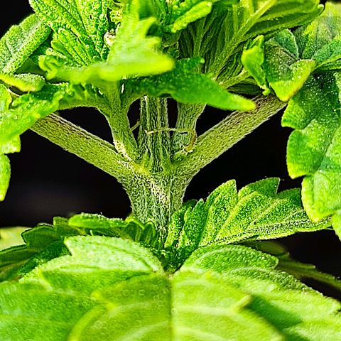 Afghan Landrace  growlog timeline photo