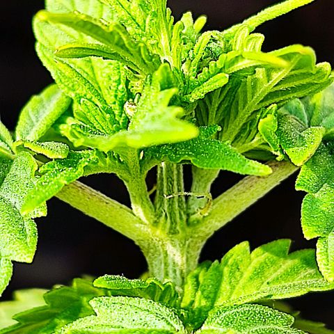 Afghan Landrace  growlog timeline photo