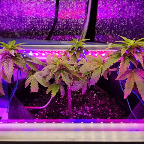Afghan Landrace  growlog timeline photo