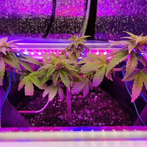 Afghan Landrace  growlog timeline photo