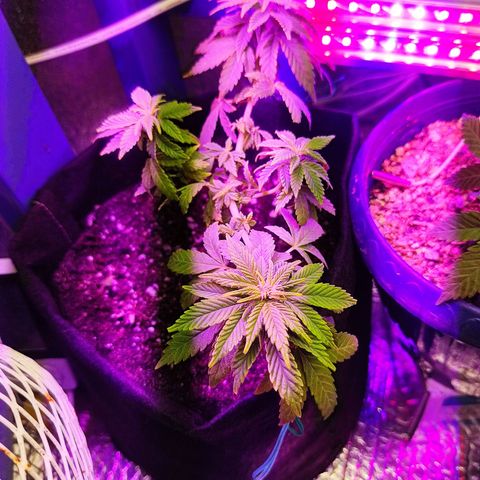 Afghan Landrace  growlog timeline photo