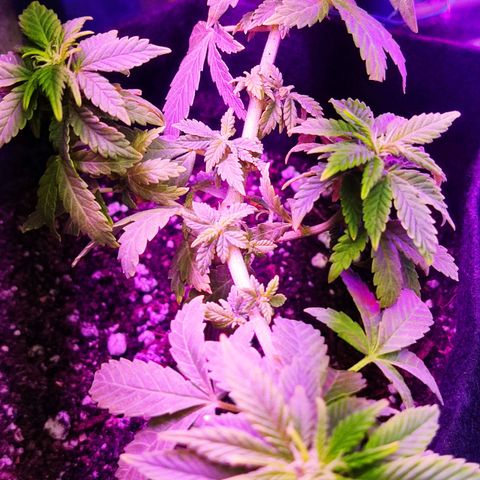 Afghan Landrace  growlog timeline photo