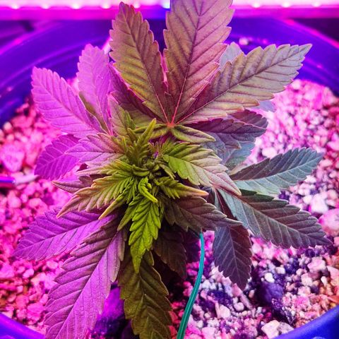 Afghan Landrace  growlog timeline photo