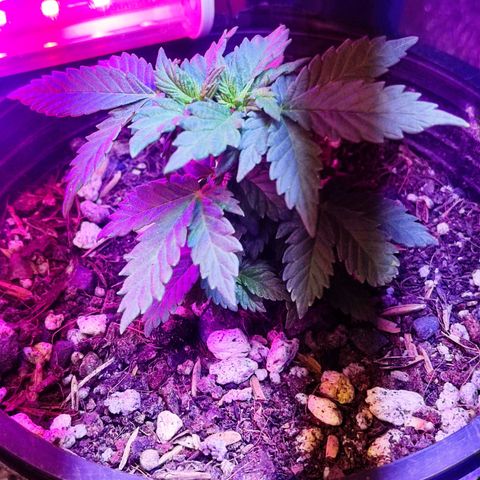Afghan Landrace  growlog timeline photo