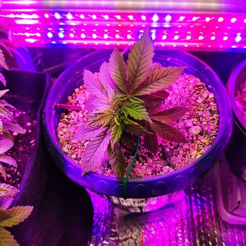 Afghan Landrace  growlog timeline photo