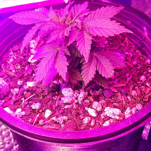 Afghan Landrace  growlog timeline photo