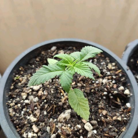 Black Afghan  growlog timeline photo