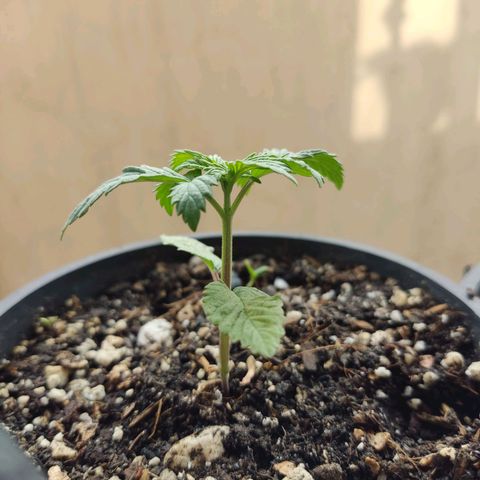 Black Afghan  growlog timeline photo