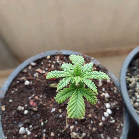 Sativa Afghan  growlog timeline photo