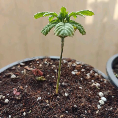 Sativa Afghan  growlog timeline photo