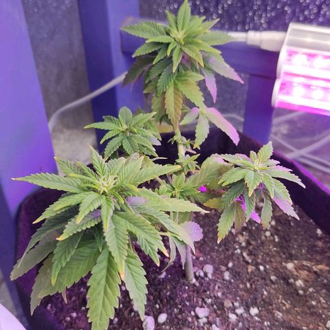 Afghan Landrace  growlog timeline photo