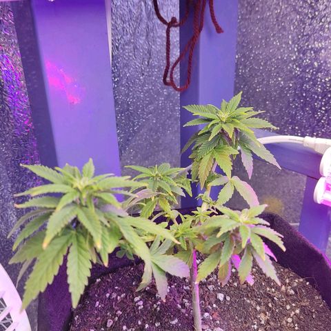 Afghan Landrace  growlog timeline photo