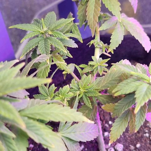 Afghan Landrace  growlog timeline photo