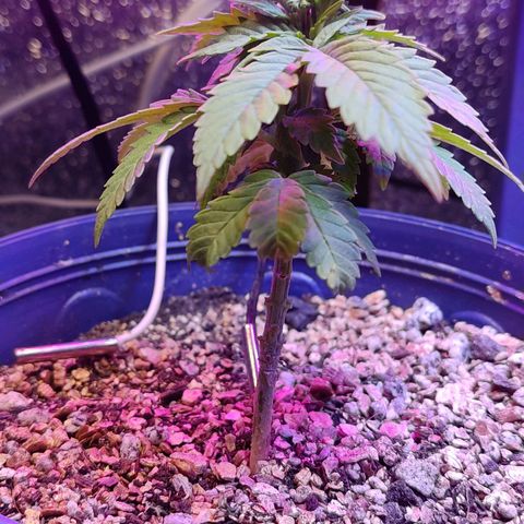 Afghan Landrace  growlog timeline photo