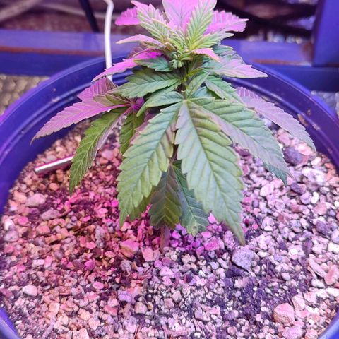 Afghan Landrace  growlog timeline photo