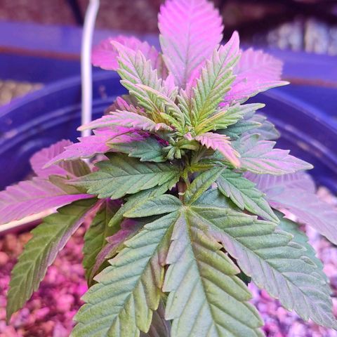 Afghan Landrace  growlog timeline photo