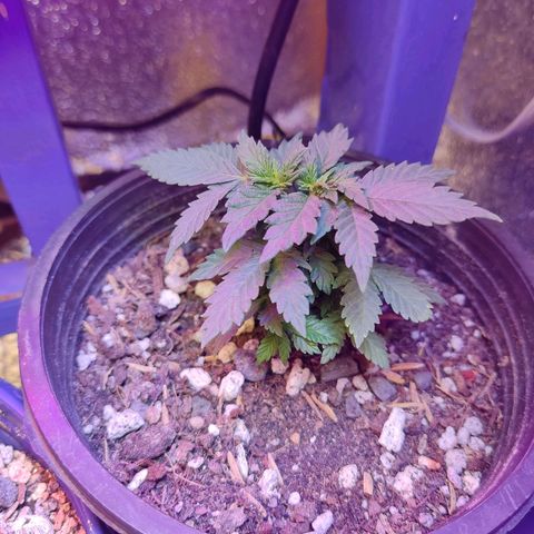 Afghan Landrace  growlog timeline photo