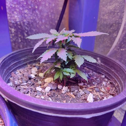 Afghan Landrace  growlog timeline photo