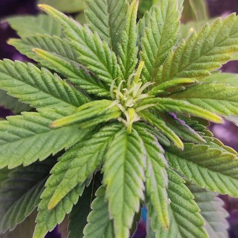 Afghan Landrace  growlog timeline photo