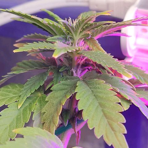 Afghan Landrace  growlog timeline photo