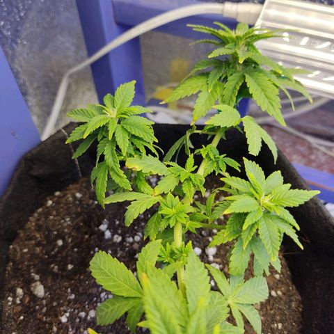 Afghan Landrace  growlog timeline photo