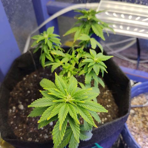 Afghan Landrace  growlog timeline photo