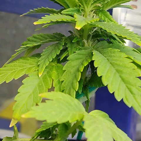Afghan Landrace  growlog timeline photo