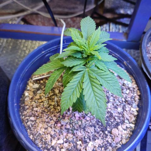 Afghan Landrace  growlog timeline photo