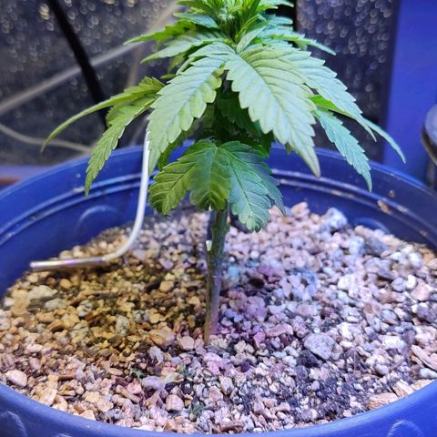 Afghan Landrace  growlog timeline photo