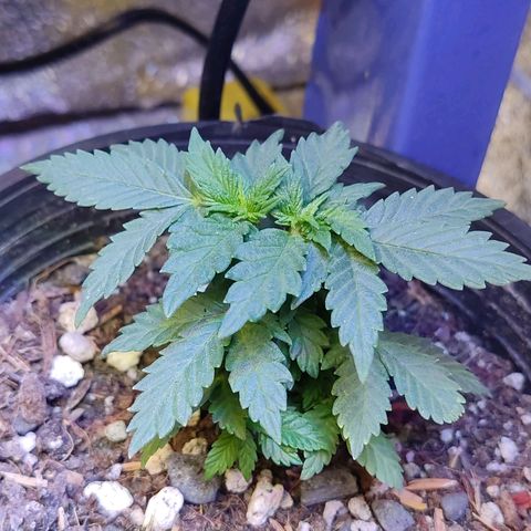 Afghan Landrace  growlog timeline photo